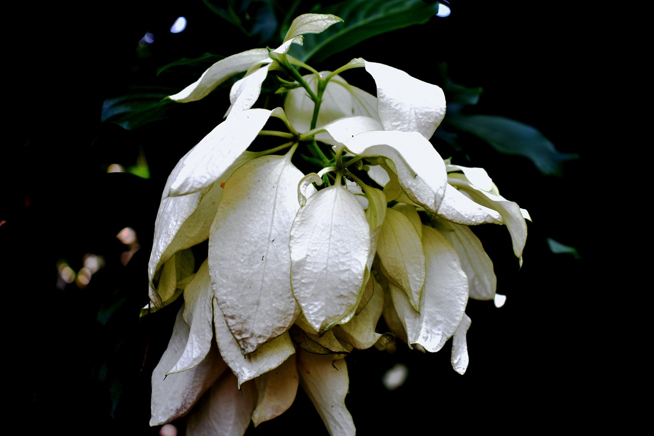 white  flower  white flower free photo