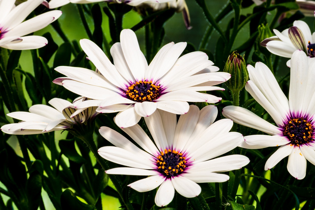 white  yellow  pink free photo