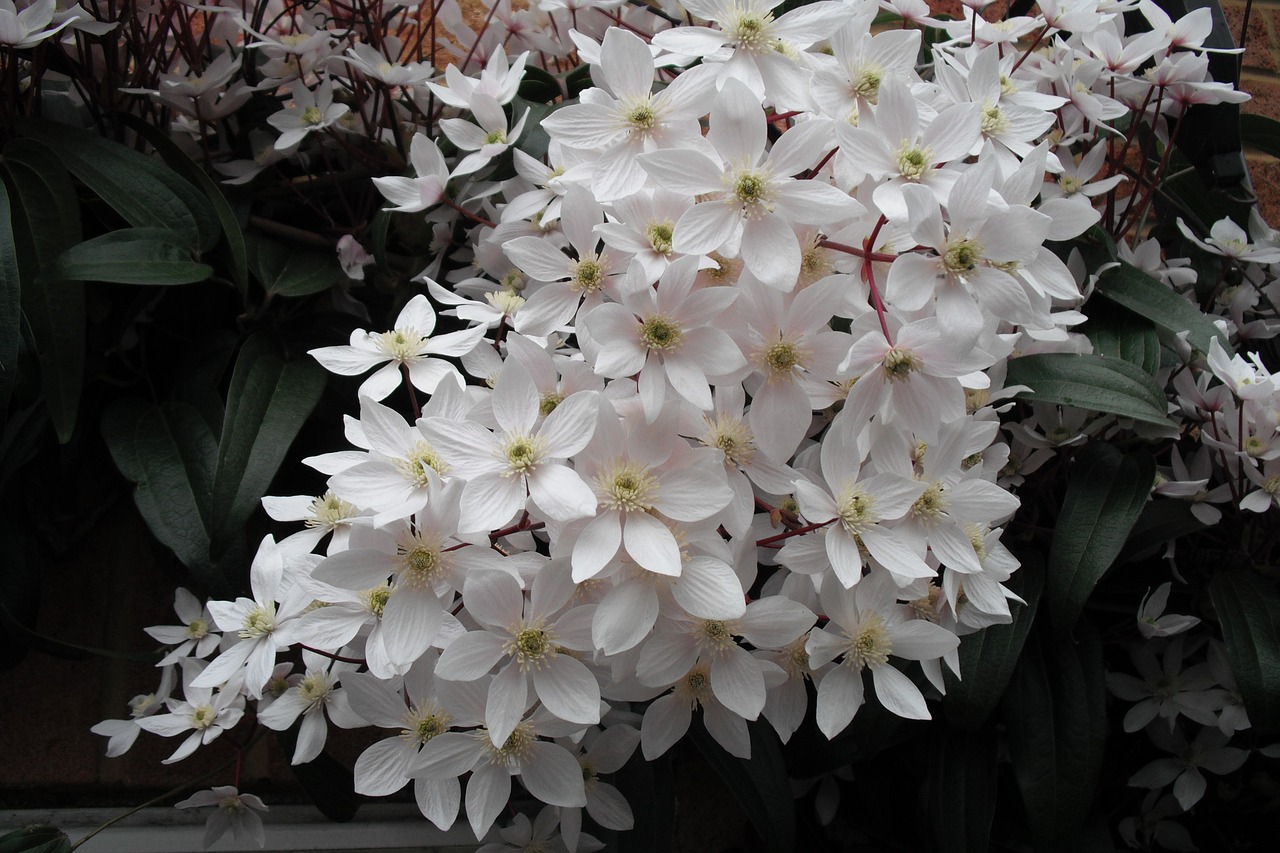 white  flower  clematis free photo