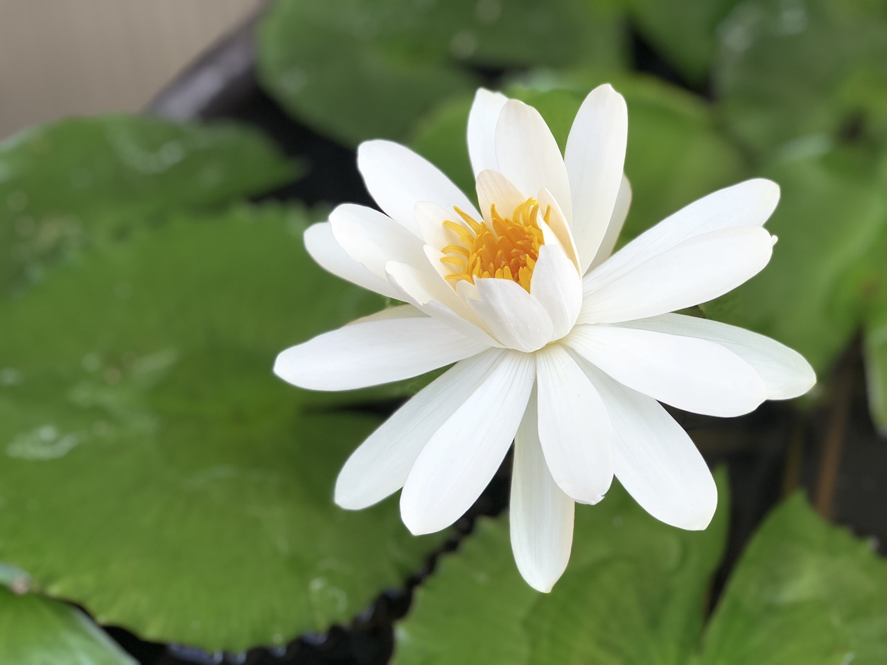 white  lotus  sunshine free photo