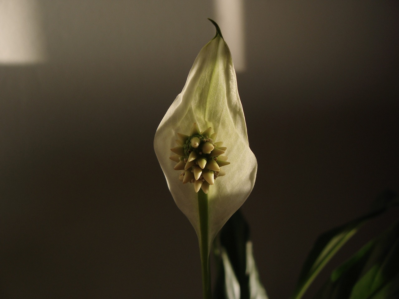 white  flower  lily free photo