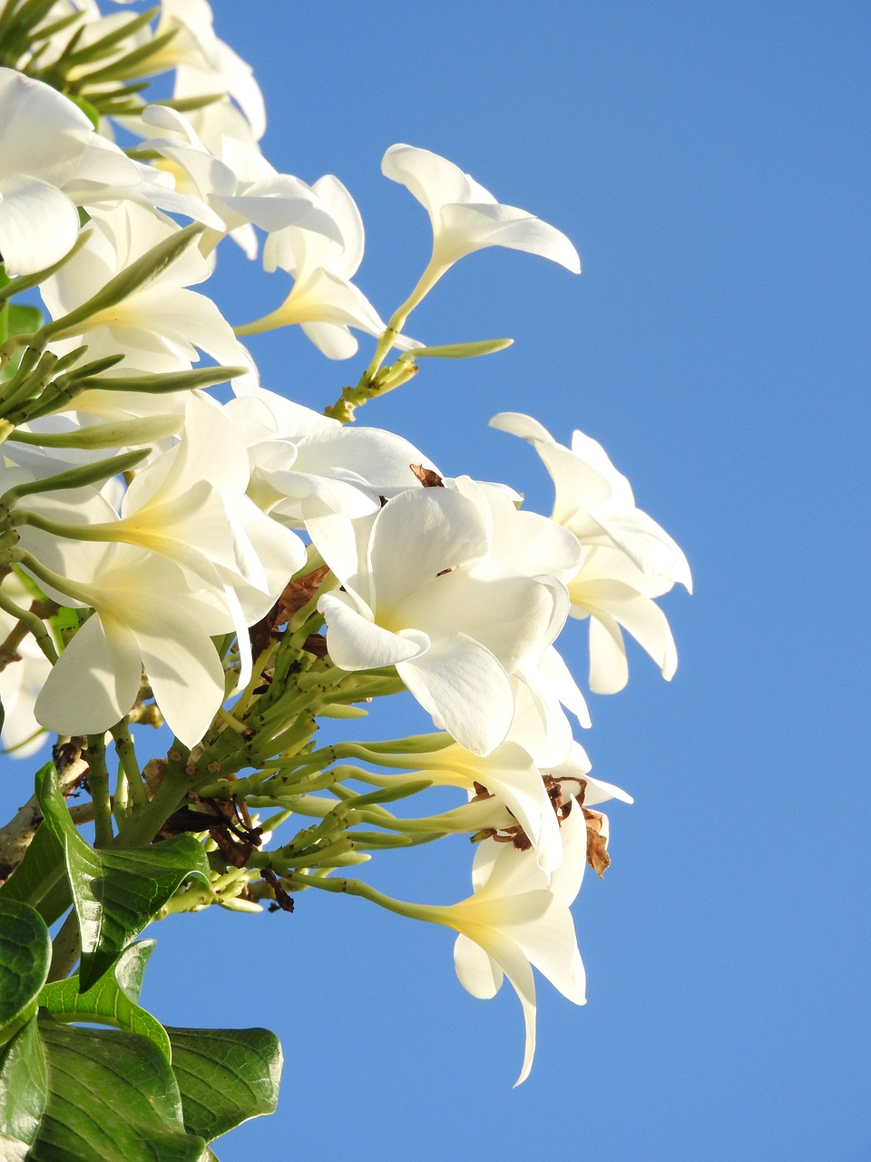 white  blue  flower free photo