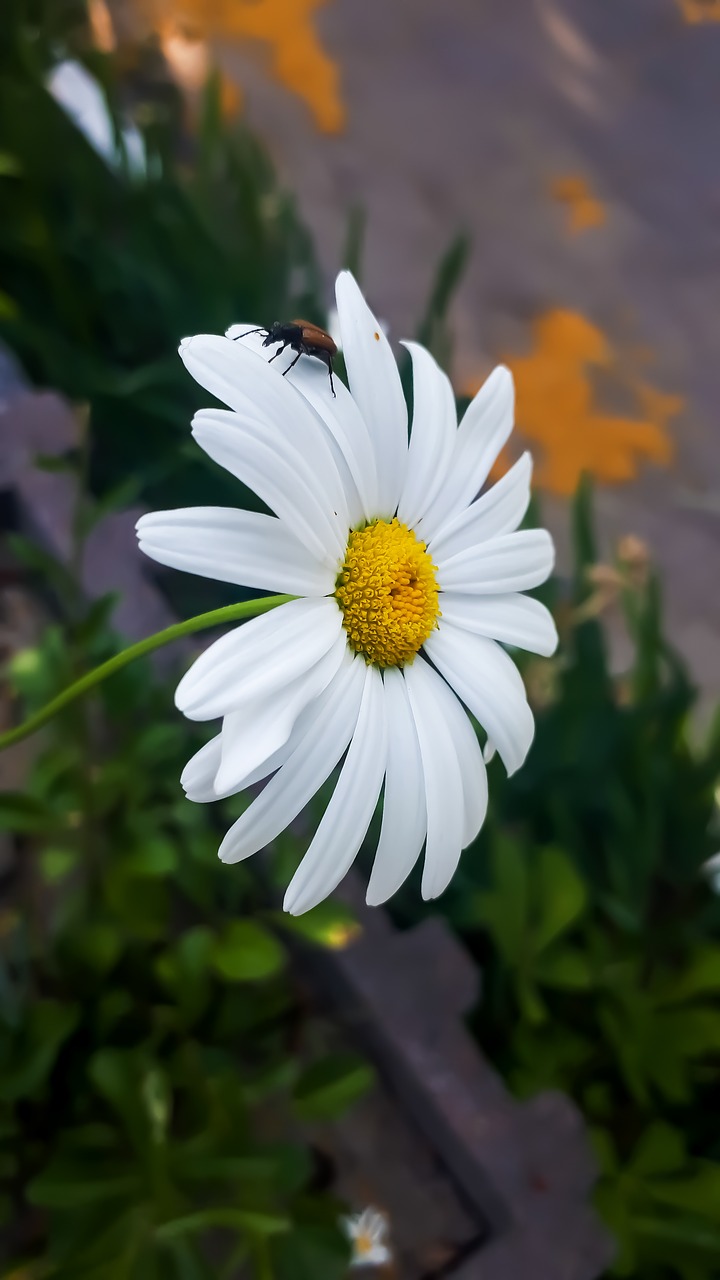 white  bug  flower free photo