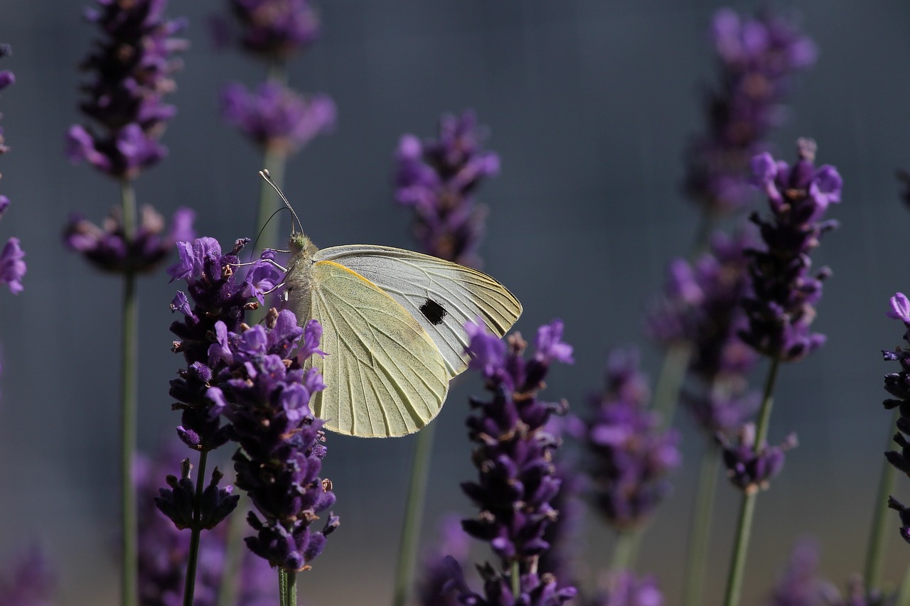 white  pieris  butterfly free photo