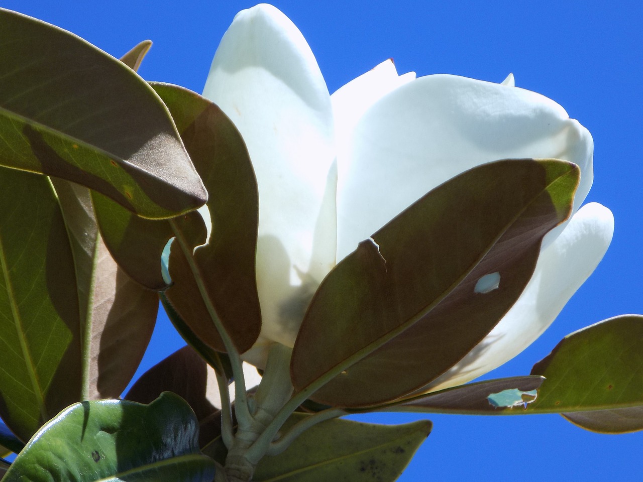 white  flower  blossom free photo