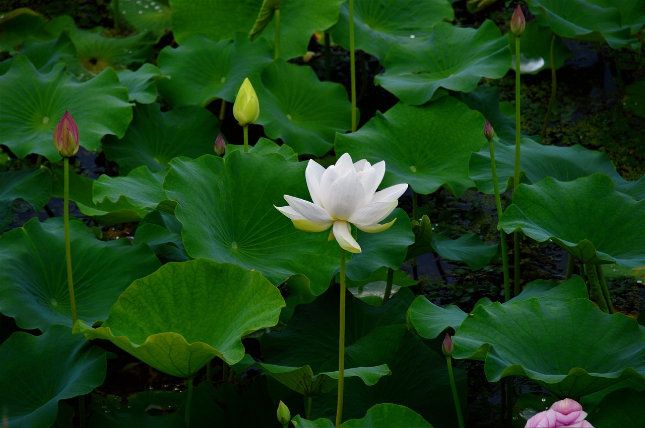 white  white lotus  lotus free photo
