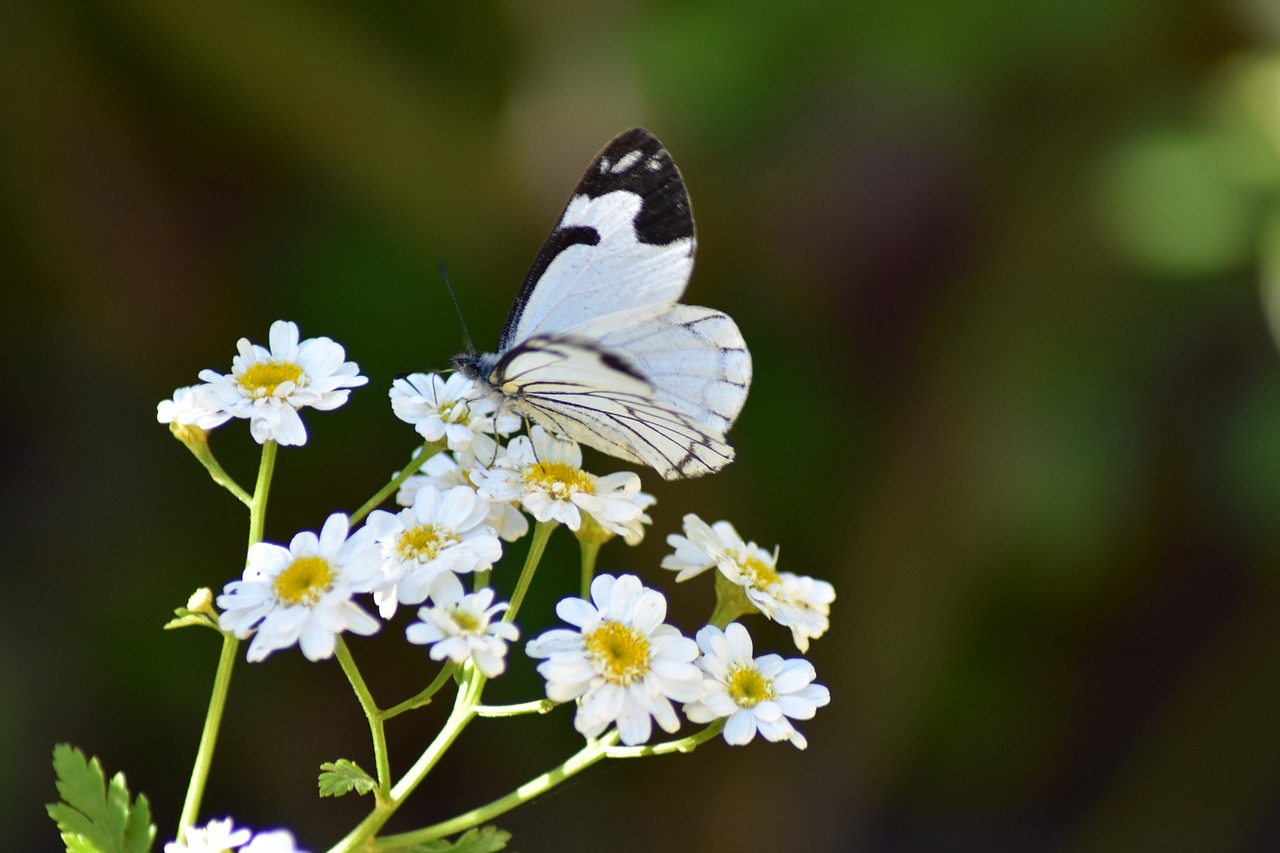 white  butterfly  insect free photo