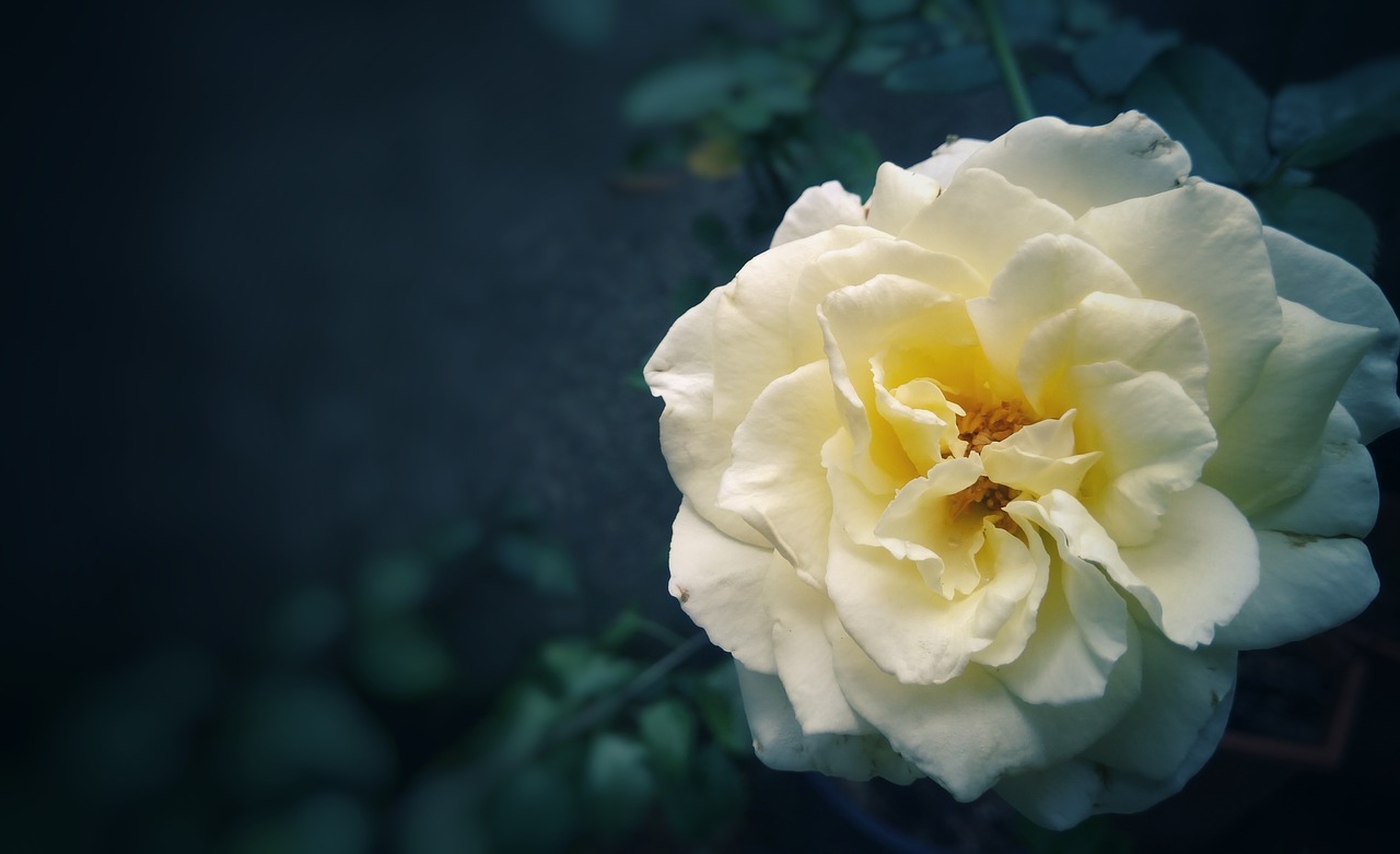 white  rose  flower free photo