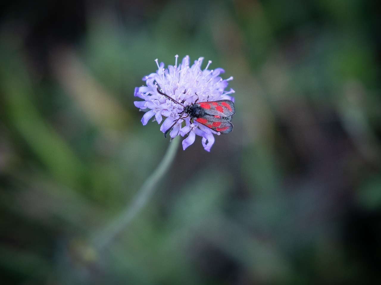 white  nature  insect free photo