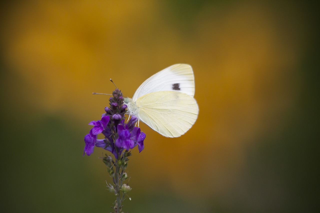 white  butterfly  nectar free photo