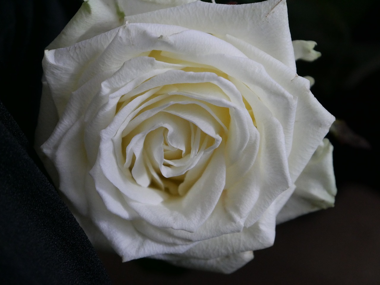 white  rose  blossom free photo