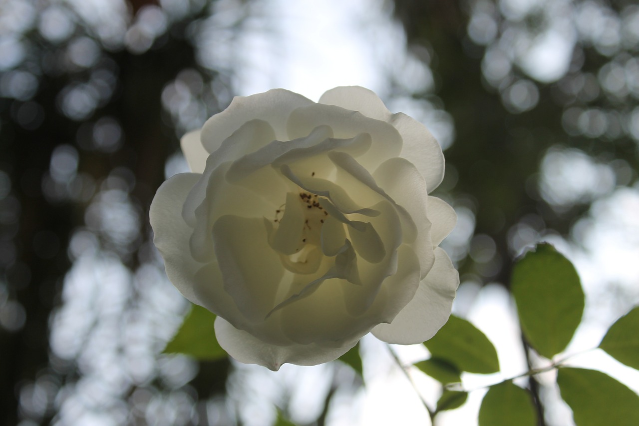 white rose white rose free photo