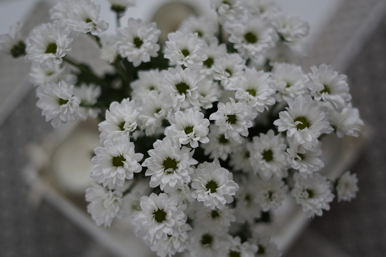 white  flower  daisy free photo