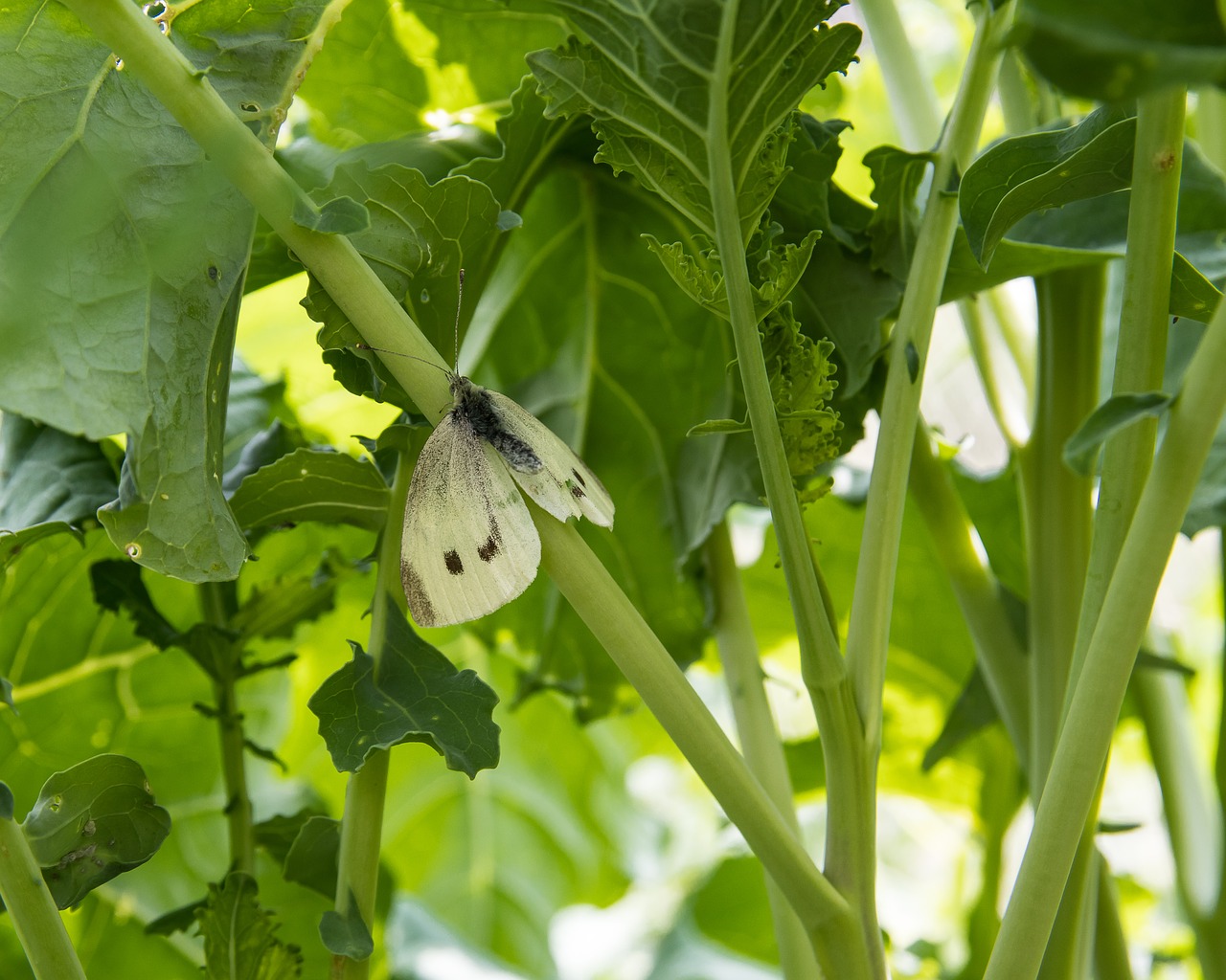 white  butterfly  animal free photo