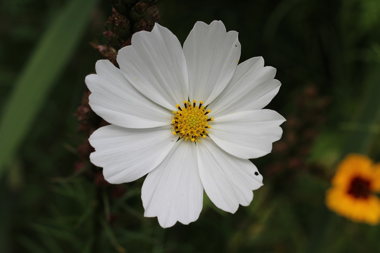 white  cosmos  floral free photo