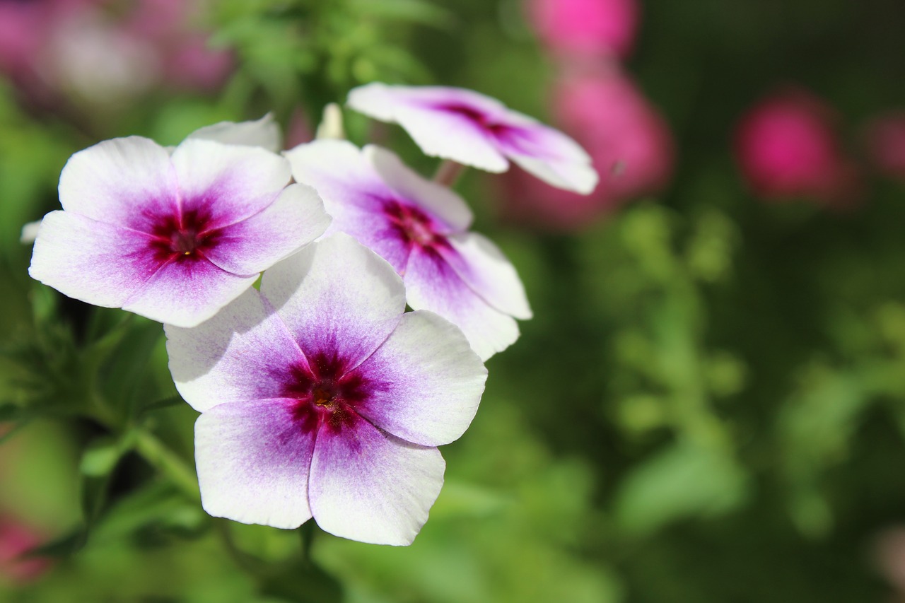 white  purple  cute free photo