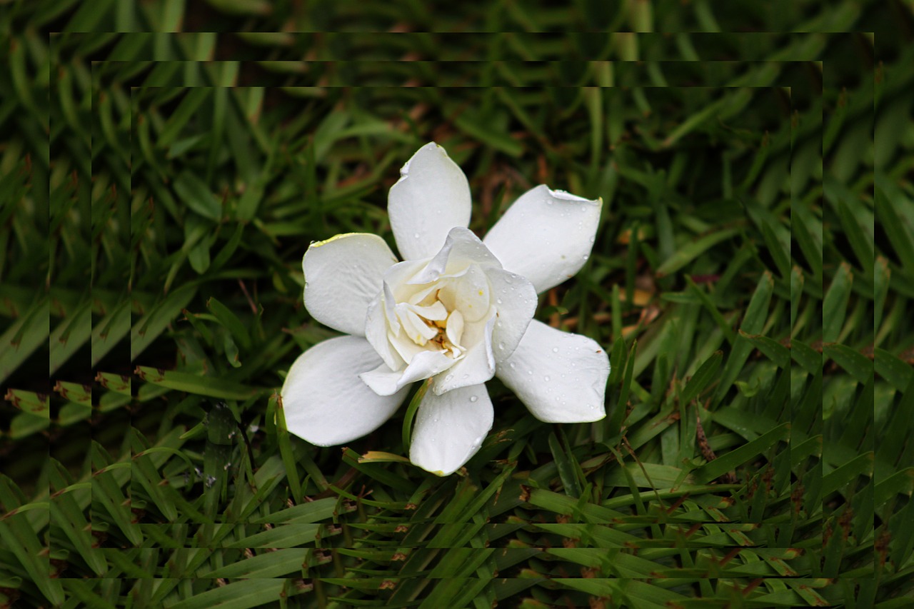 white flower spring free photo