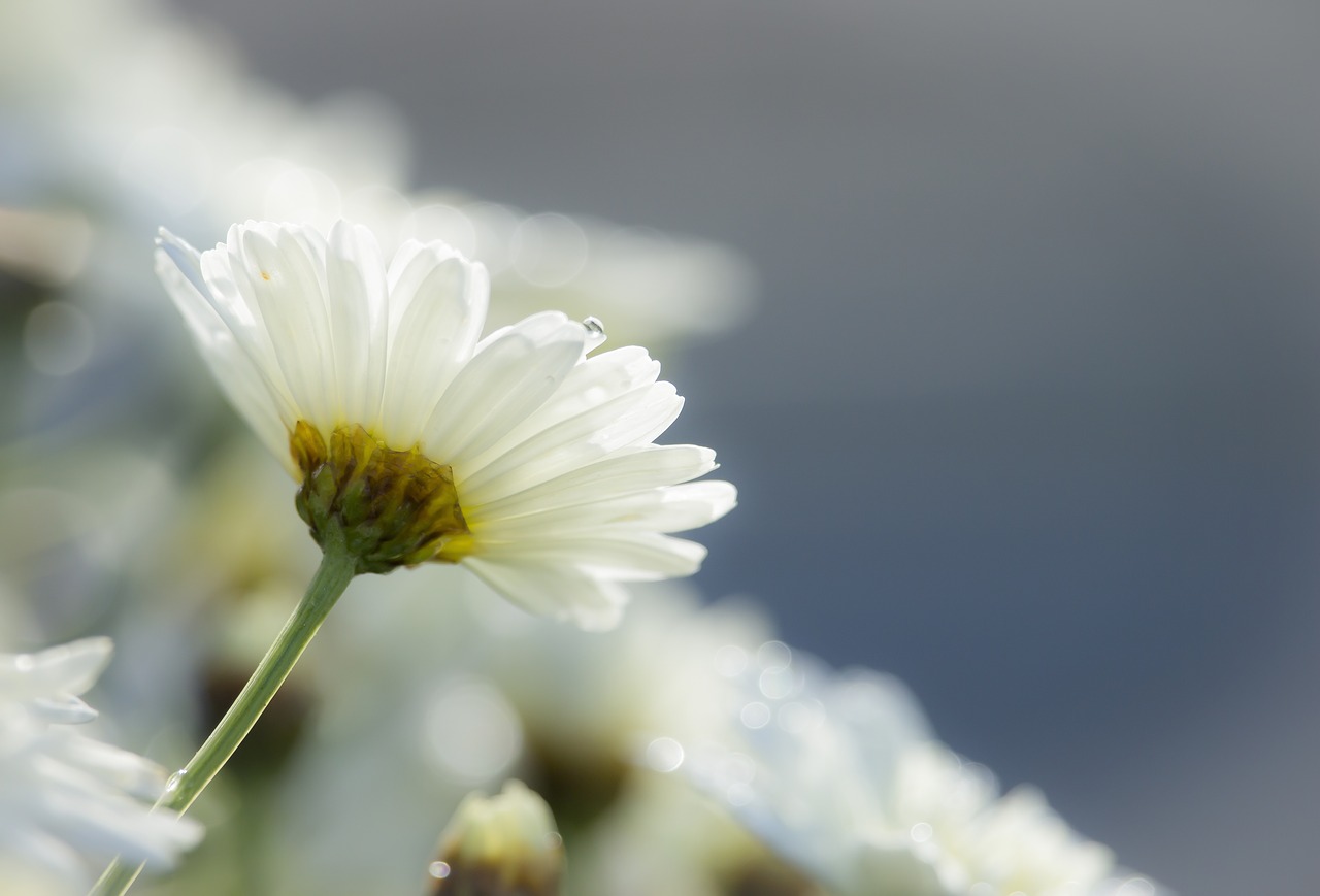 white  flower  daisy free photo