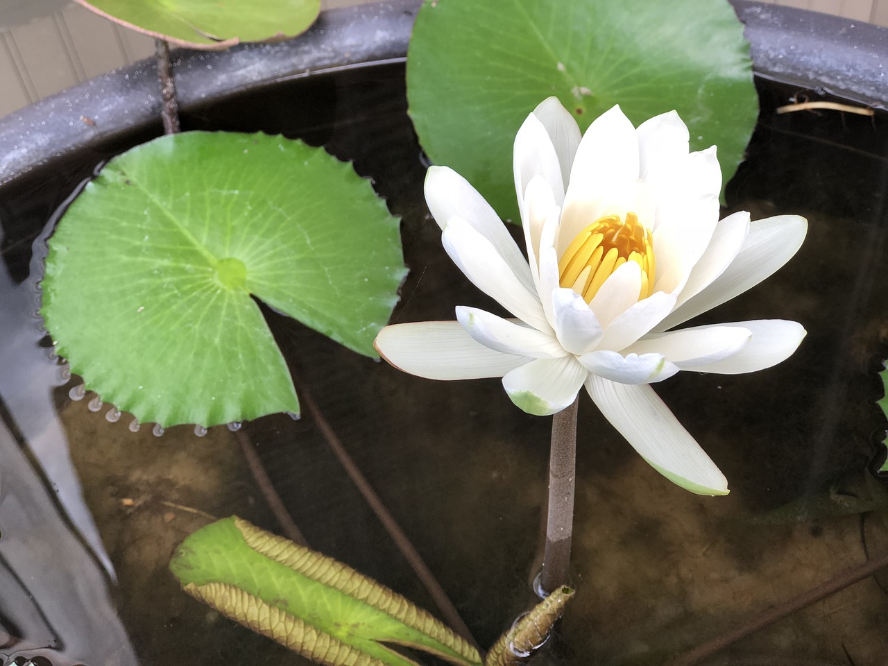 white  lotus  pool free photo