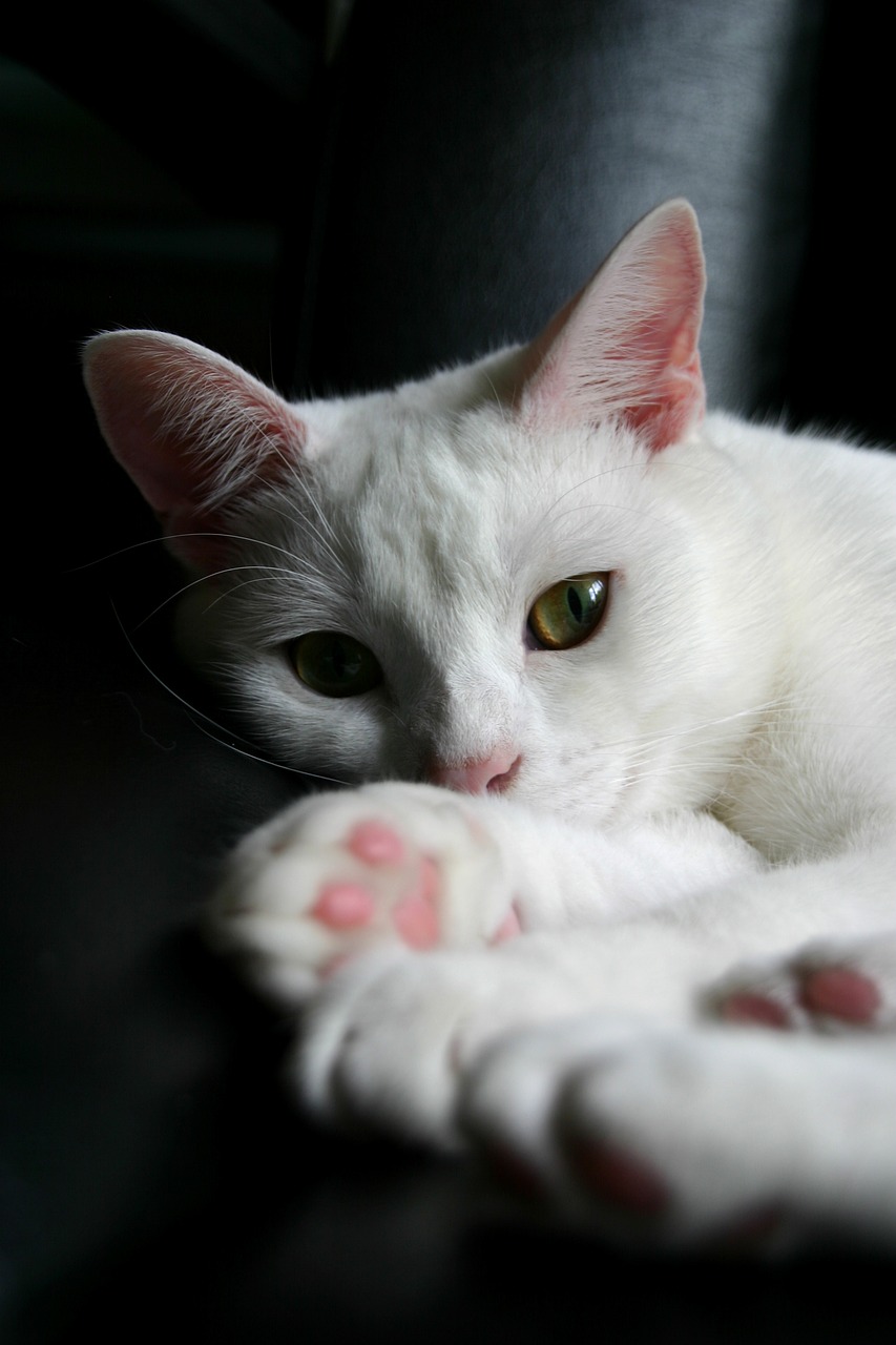 white  cat  window free photo