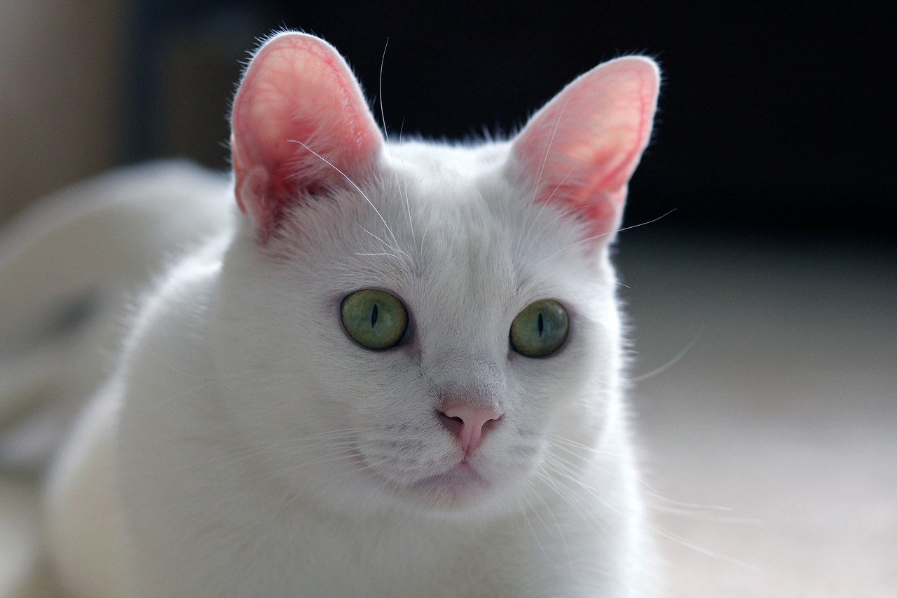 white  cat  window free photo