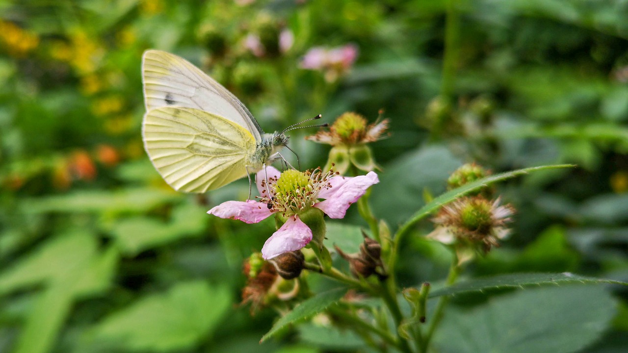 white  butterfly  blossom free photo