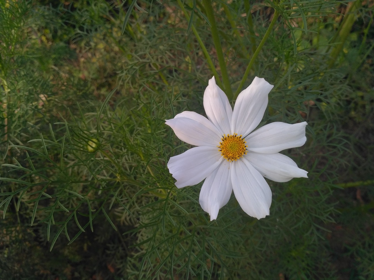 white  flower  garden free photo