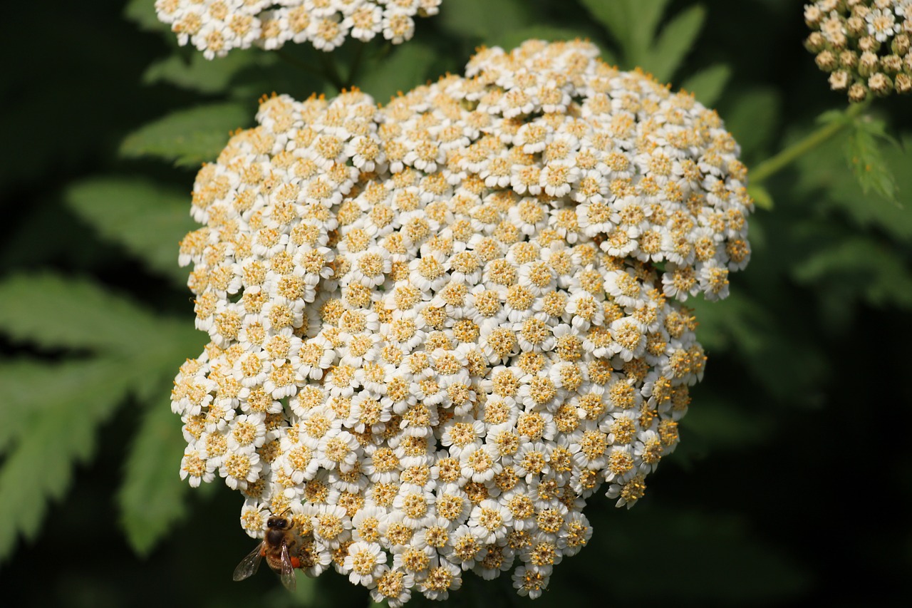 white green plant free photo