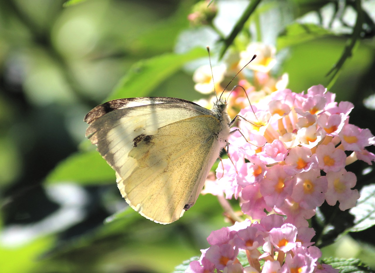 white  butterfly  blossom free photo