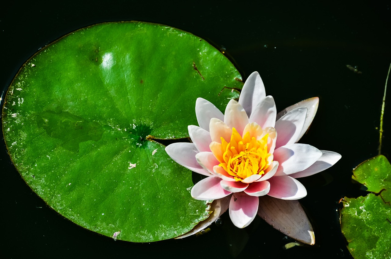 white  water  lily free photo