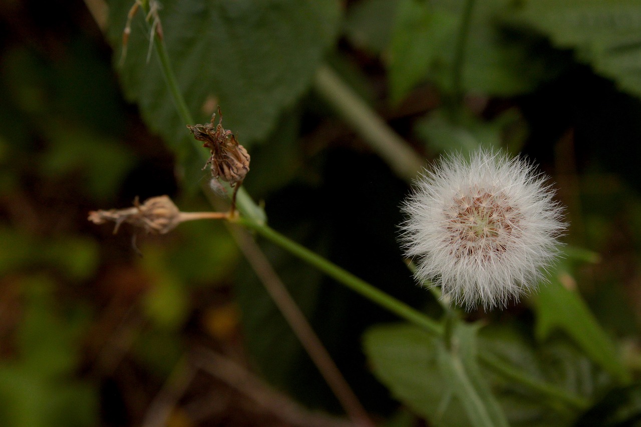 white  dandelion  composition free photo