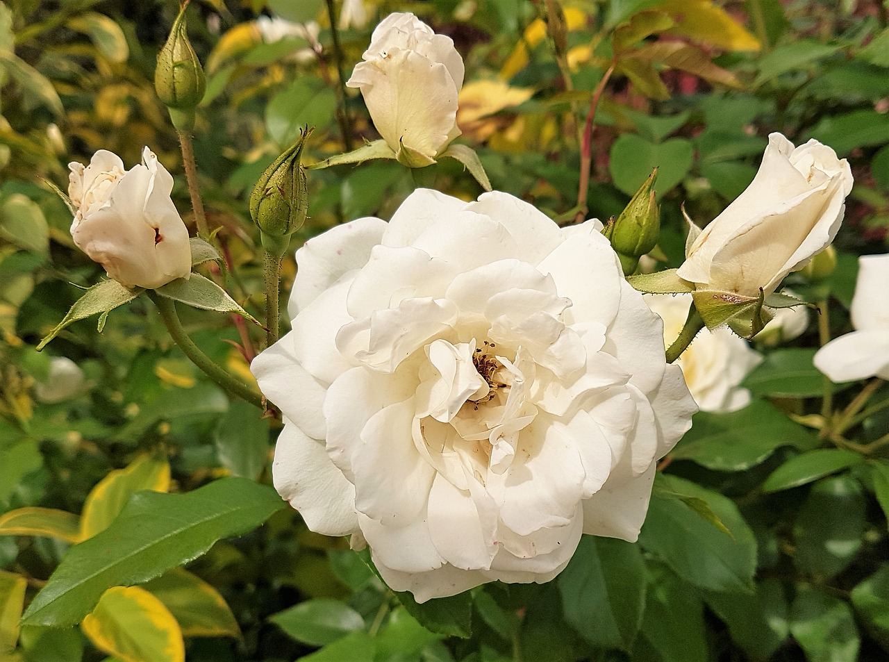 white  rose  flower free photo