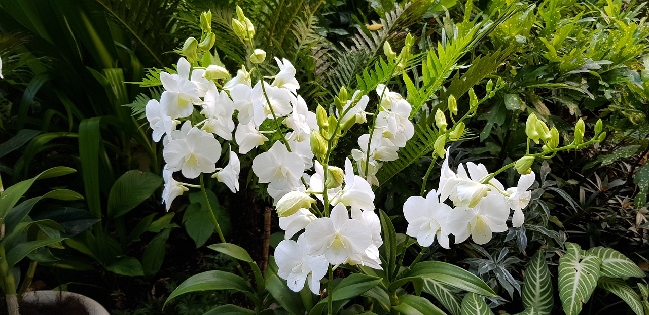 white  flowers  garden free photo