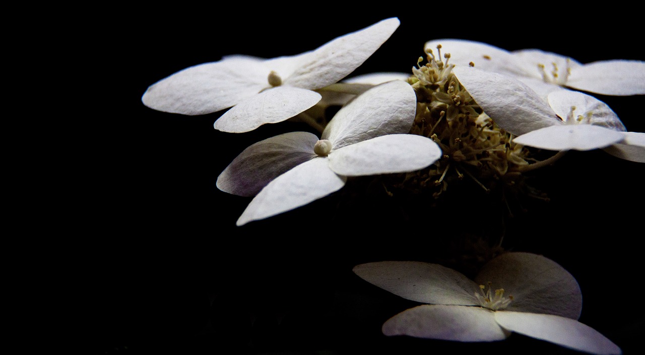 white  black  flower free photo