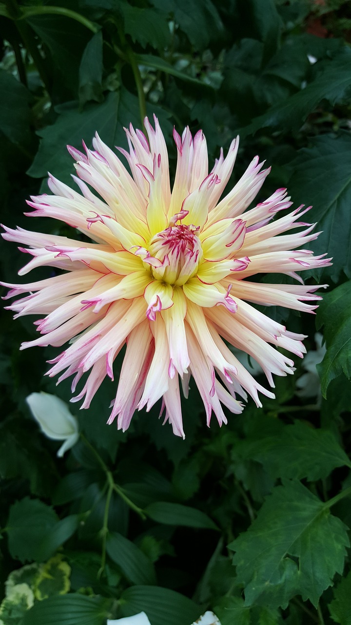 white  bloom  plant free photo