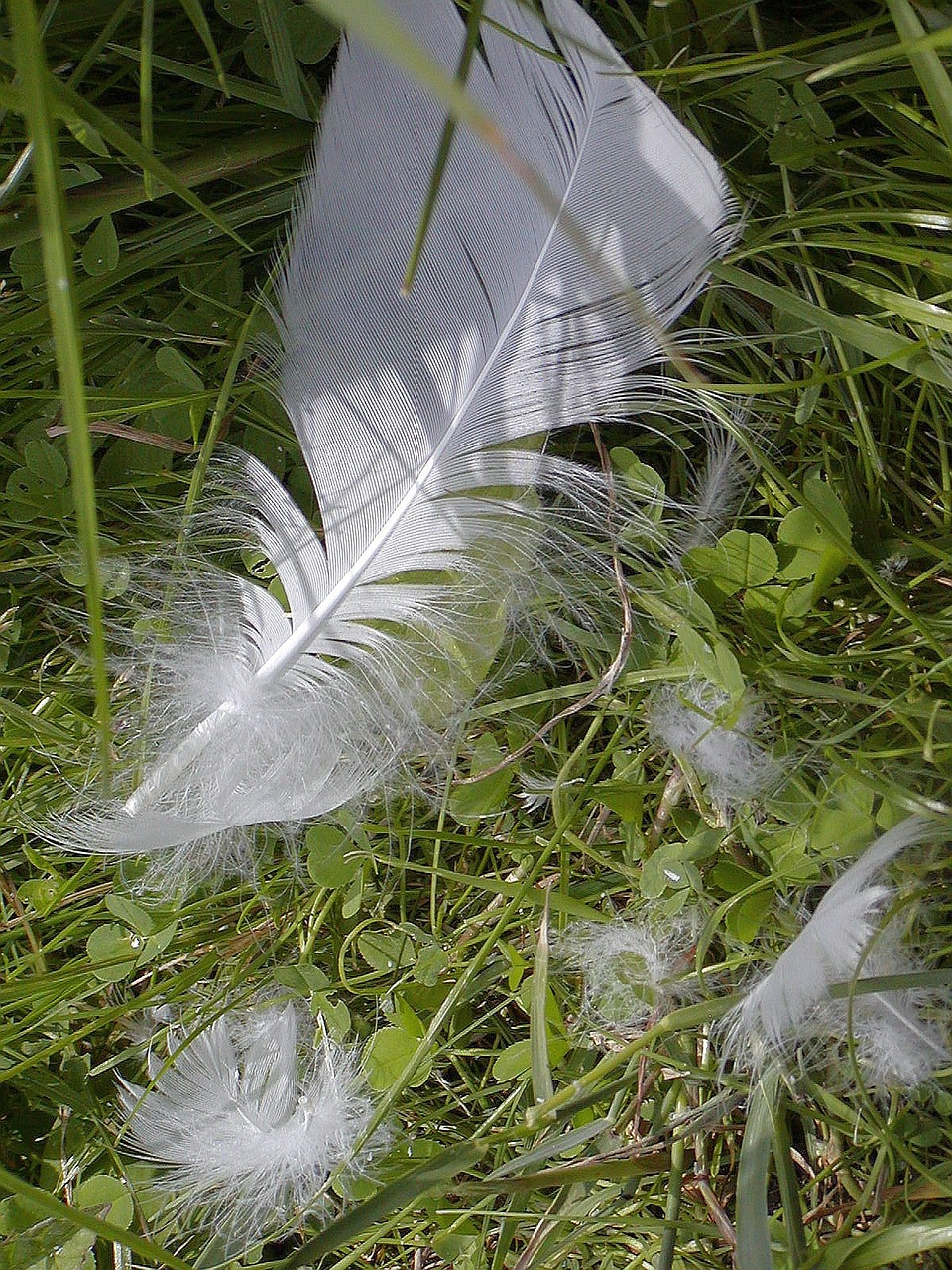 white swan bird free photo