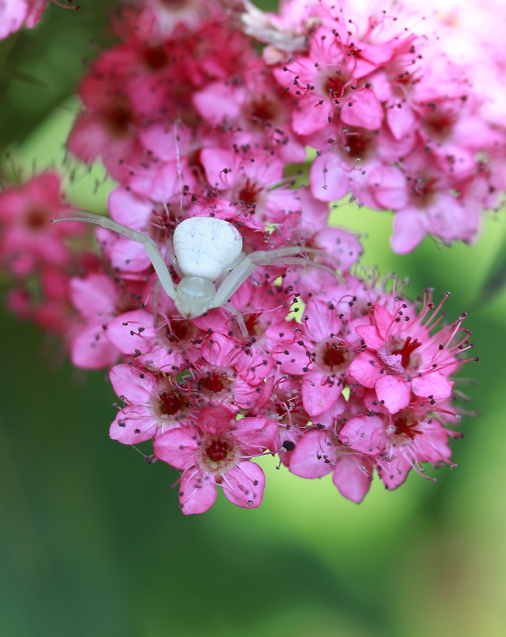 white crab spider spider free photo