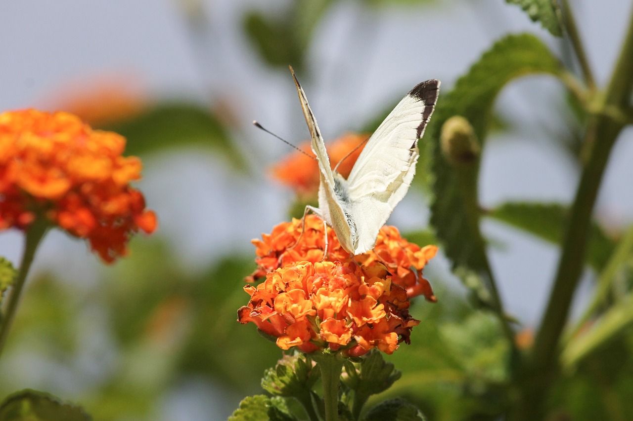 white  white ling  butterflies free photo