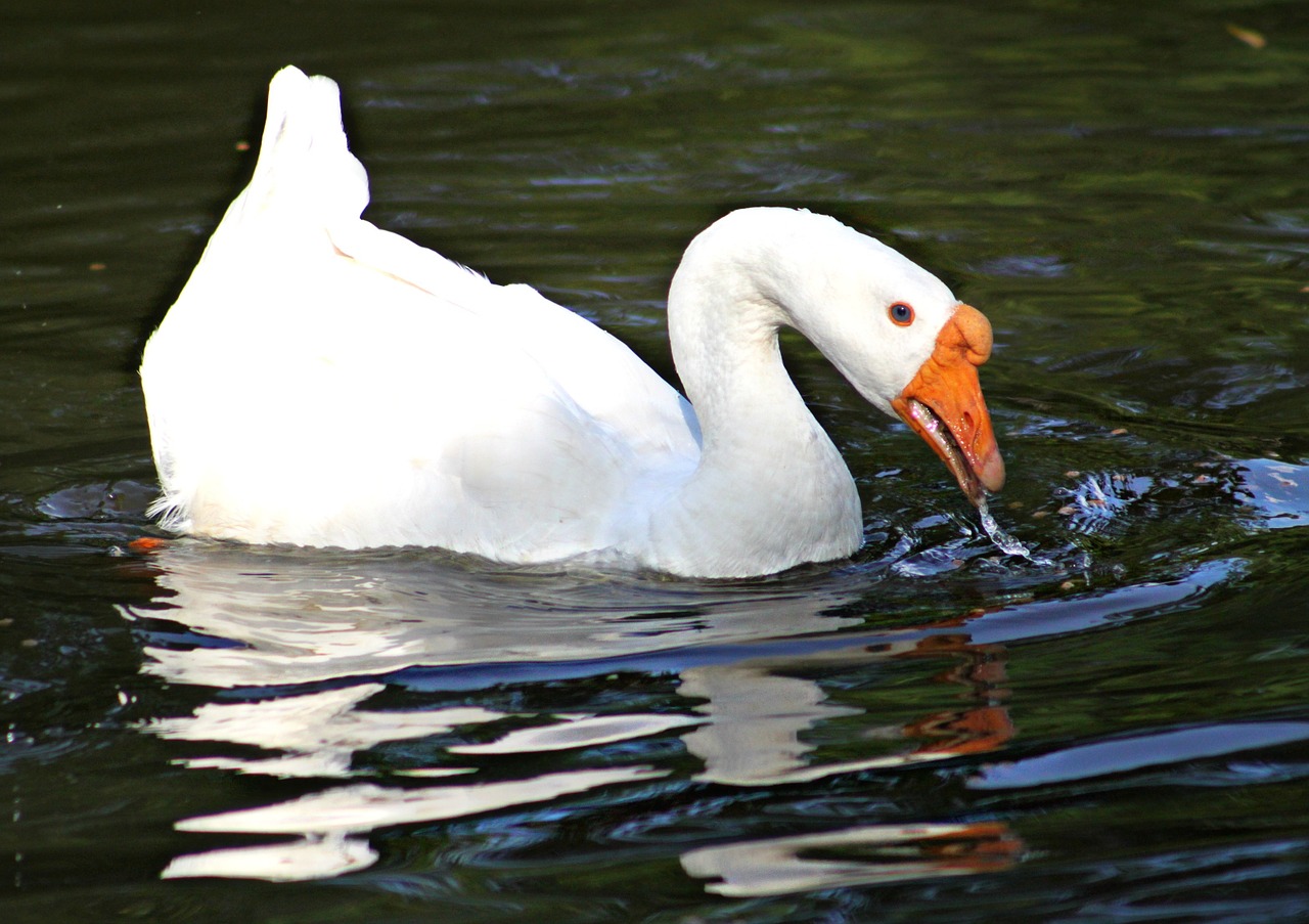 white goose swimming free photo