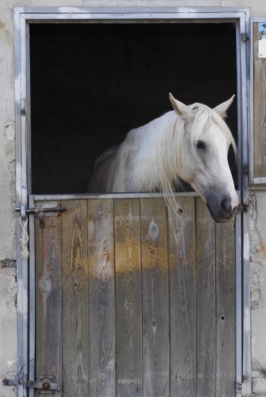 white  horse  mane free photo