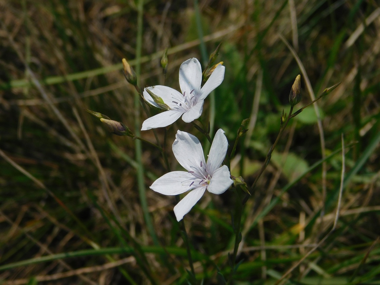 white  flower  flora free photo