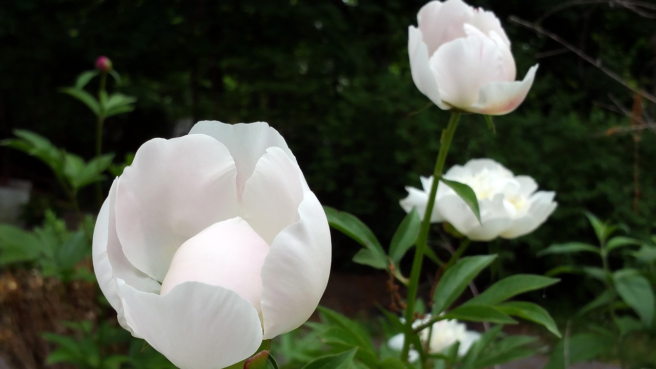 white  flowers  bloom free photo