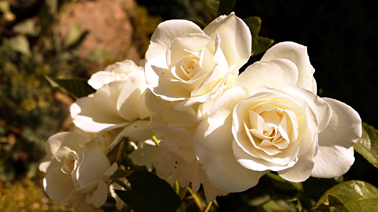 white flower pink free photo