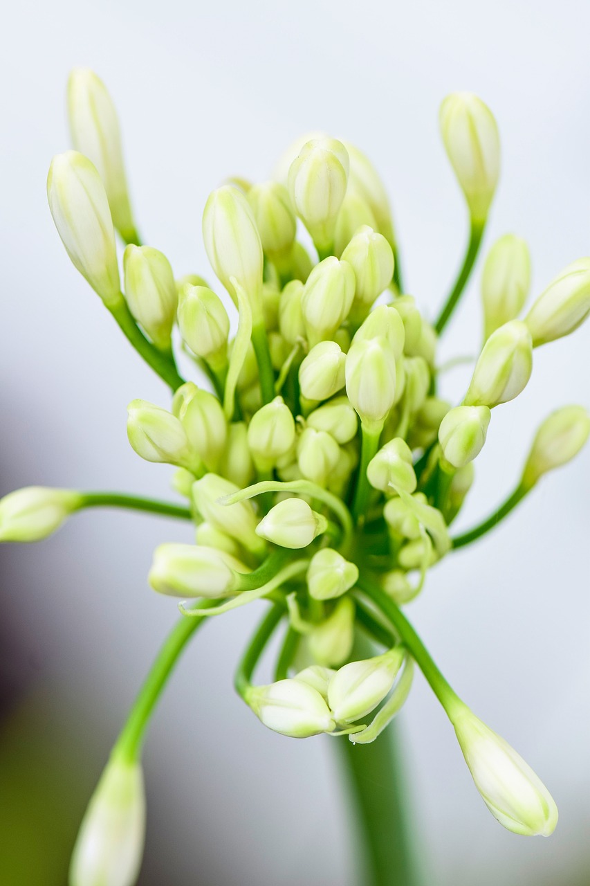 white  agapanthus  flowers free photo