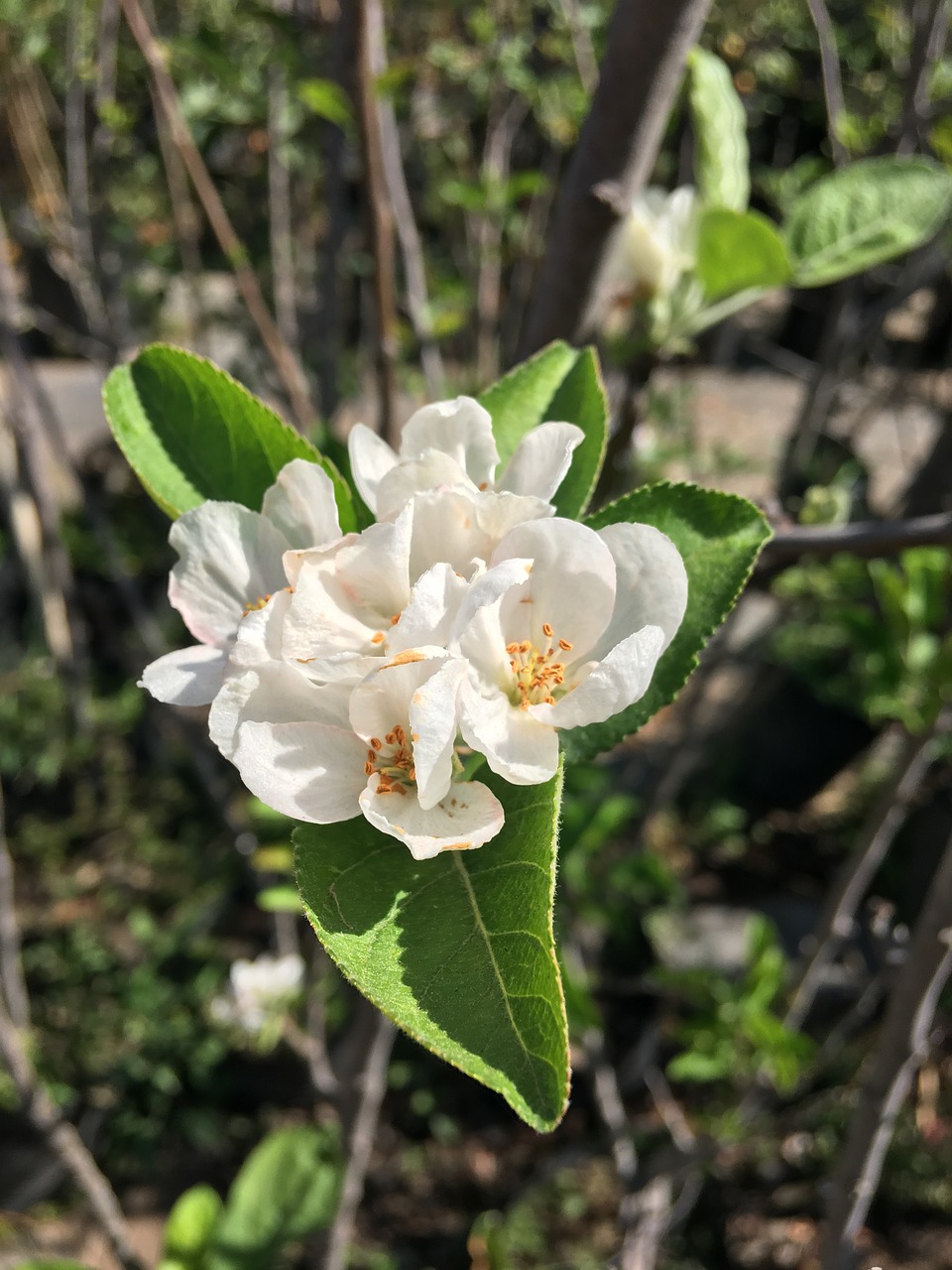 white  flower  blossom free photo