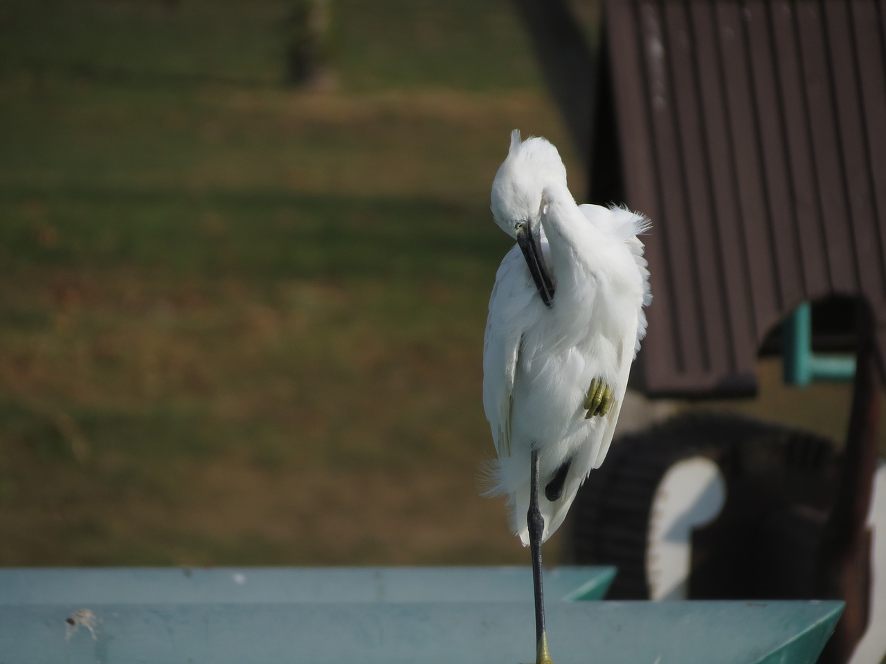 white  heron  bird free photo