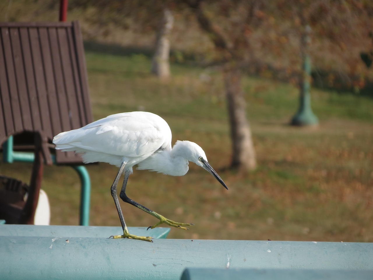 white  heron  bird free photo