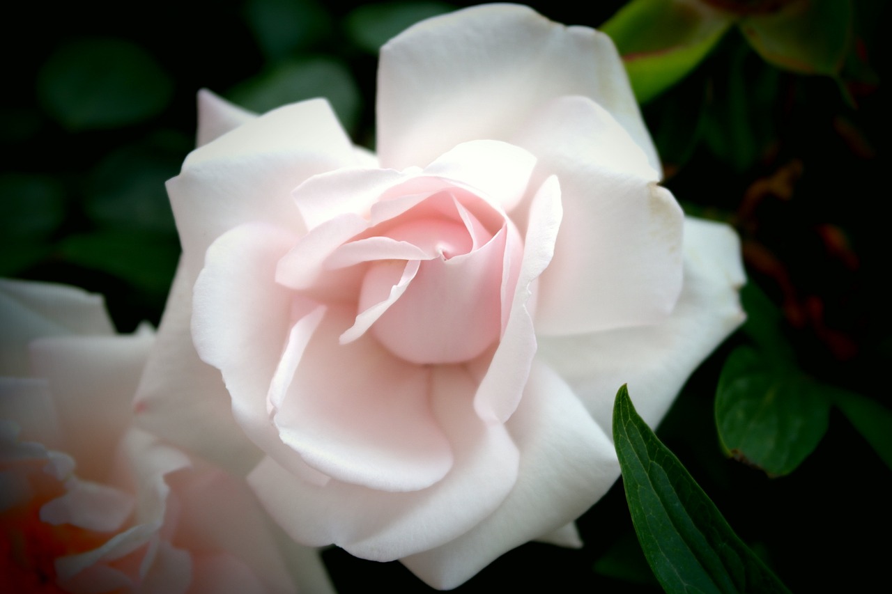 white rose flowers free photo