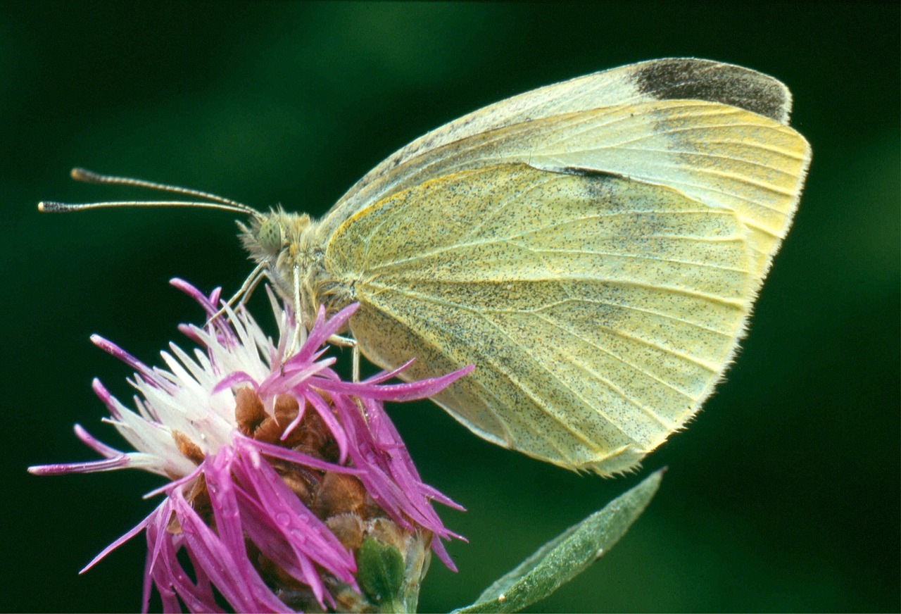 white butterfly knapweed free photo