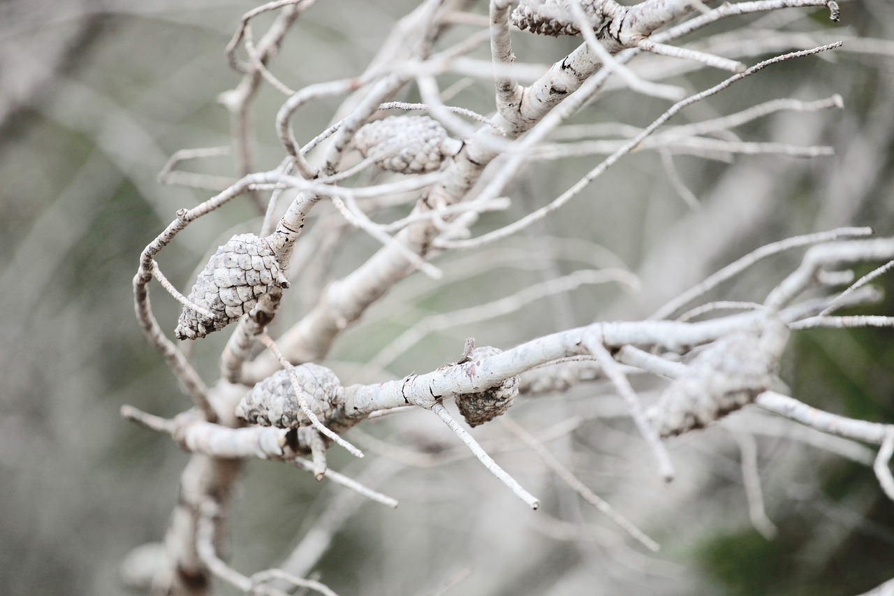 white  tree  nature free photo